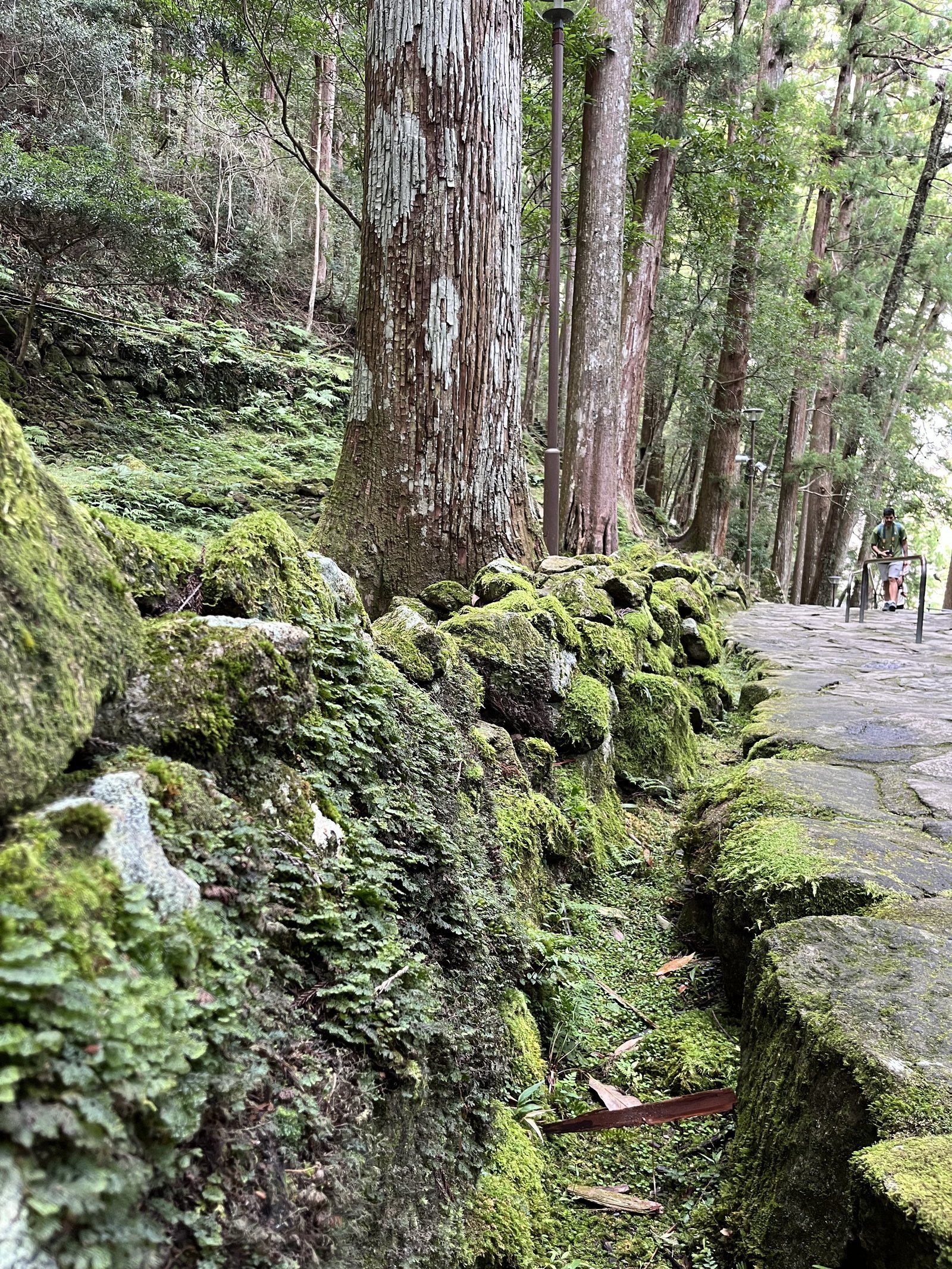 Mossy shaded walking path in Japan where shoes with grip are useful