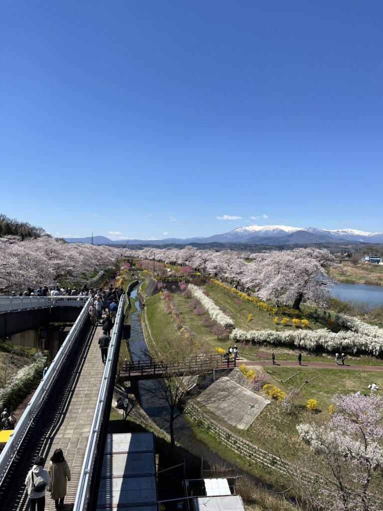 View from Funaoka Castle Park over the Shiroishi River sakura and the Zao mountains