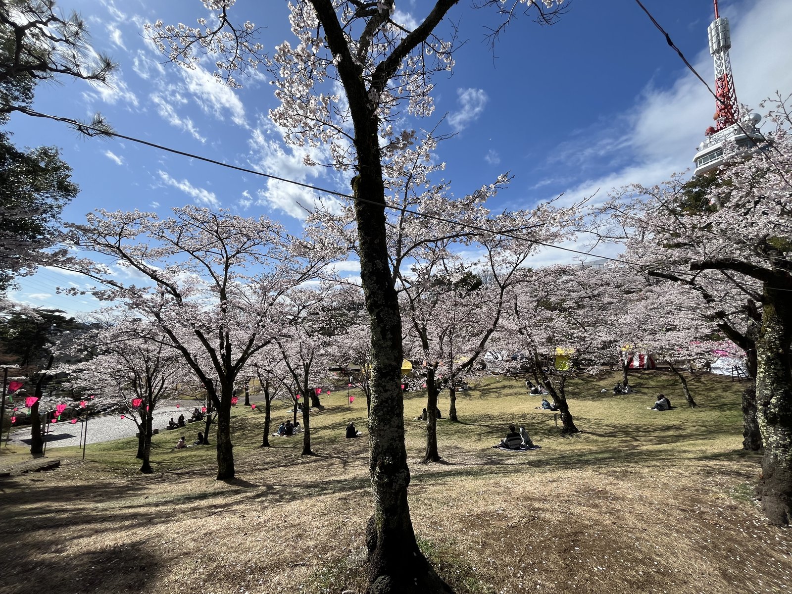 Rental car route through rural Tohoku and Tochigi in spring