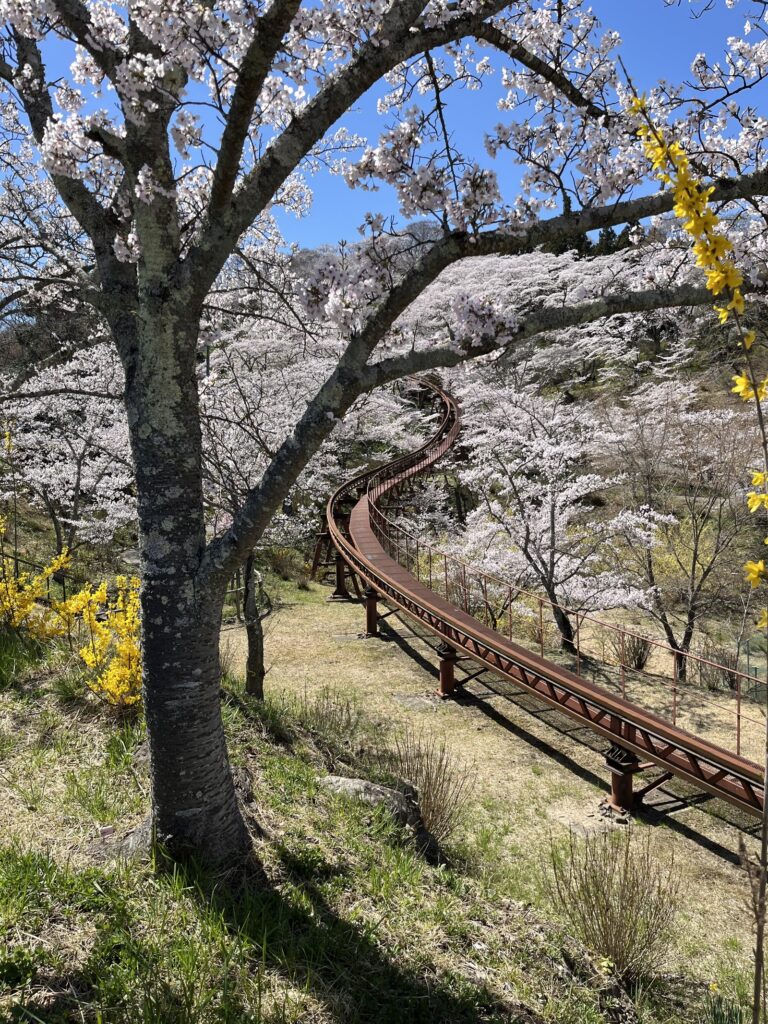 Cherry blossoms at Shiroishigawa Hitome Senbonzakura in Miyagi, Japan