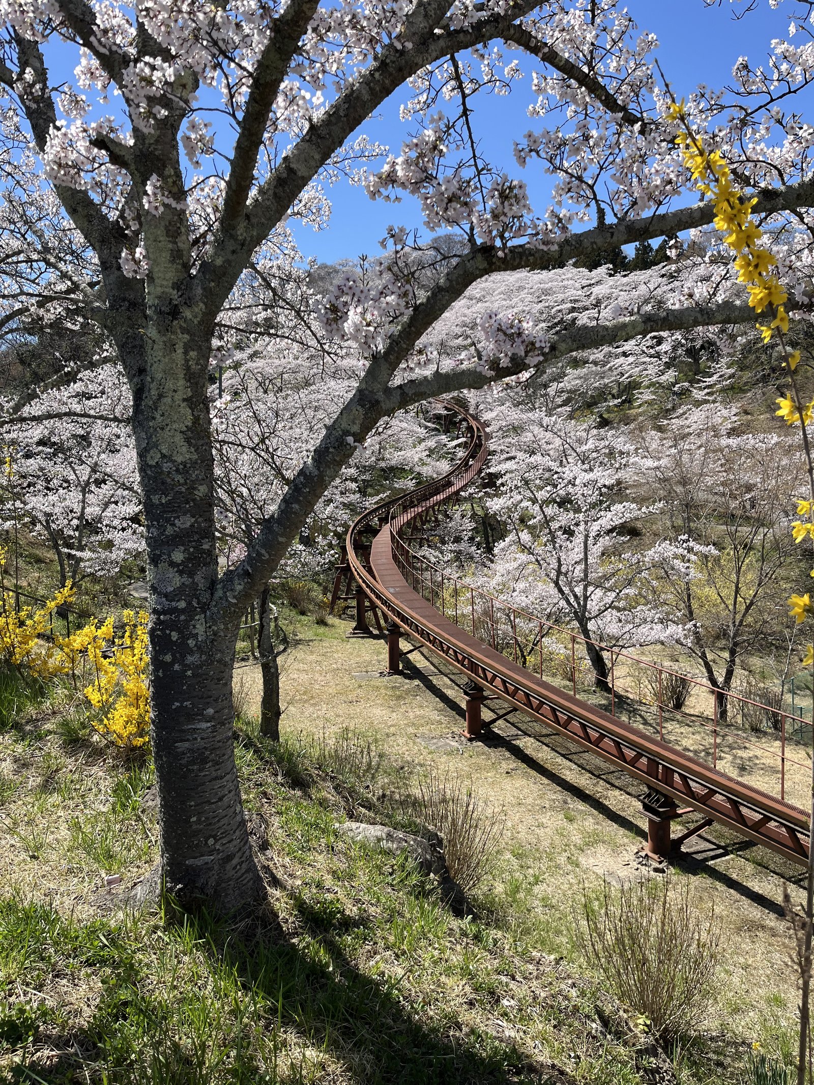 Cherry blossoms at Shiroishigawa Hitome Senbonzakura in Miyagi, Japan