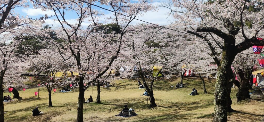 Picnic food and leisure sheet under cherry blossom trees in Japan