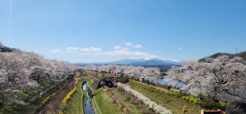 Shiroishi River sakura corridor in Miyagi, Japan
