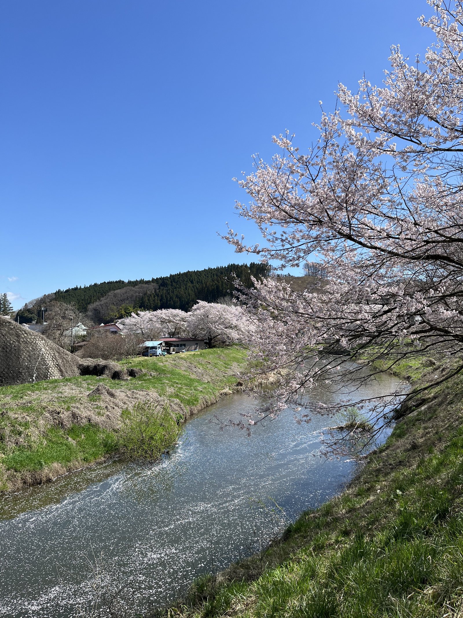 Sakura petals falling near Nekonaki Onsen Izutsuya in Ishikawa, Fukushima.