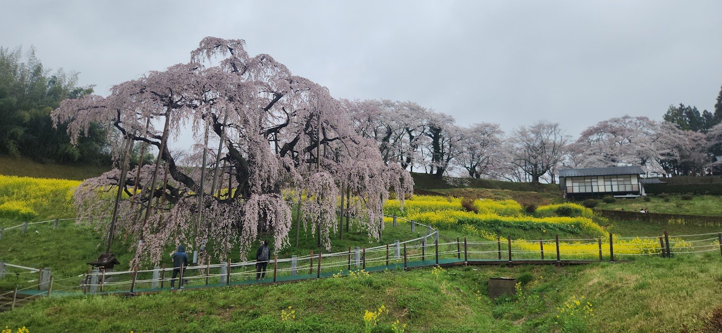 Miharu Takizakura cherry tree in bloom in Fukushima, Japan.