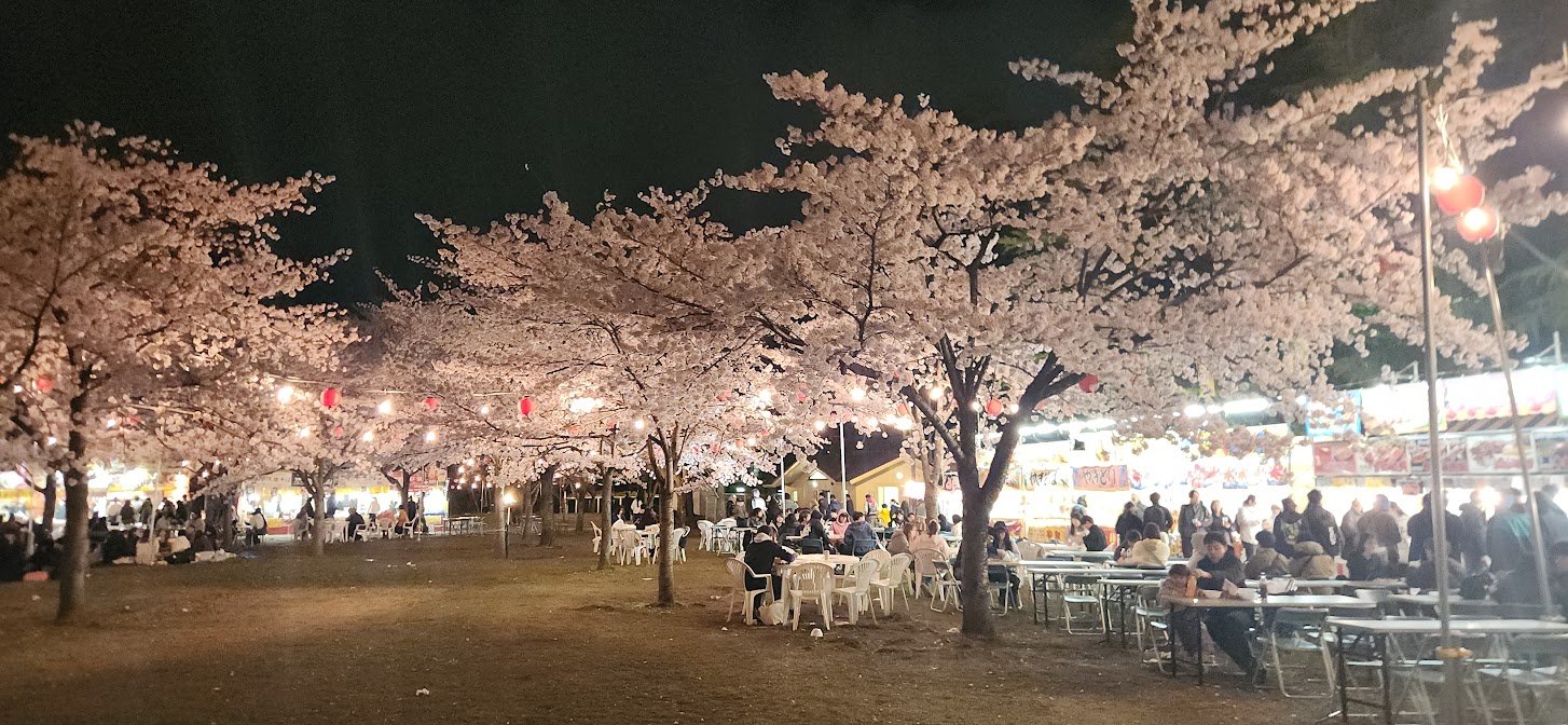Night sakura or lantern lights at Nishi Park in Sendai