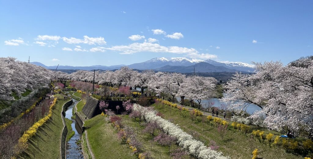 View from Shibata Senokyo Bridge with sakura and Zao mountains in Miyagi
