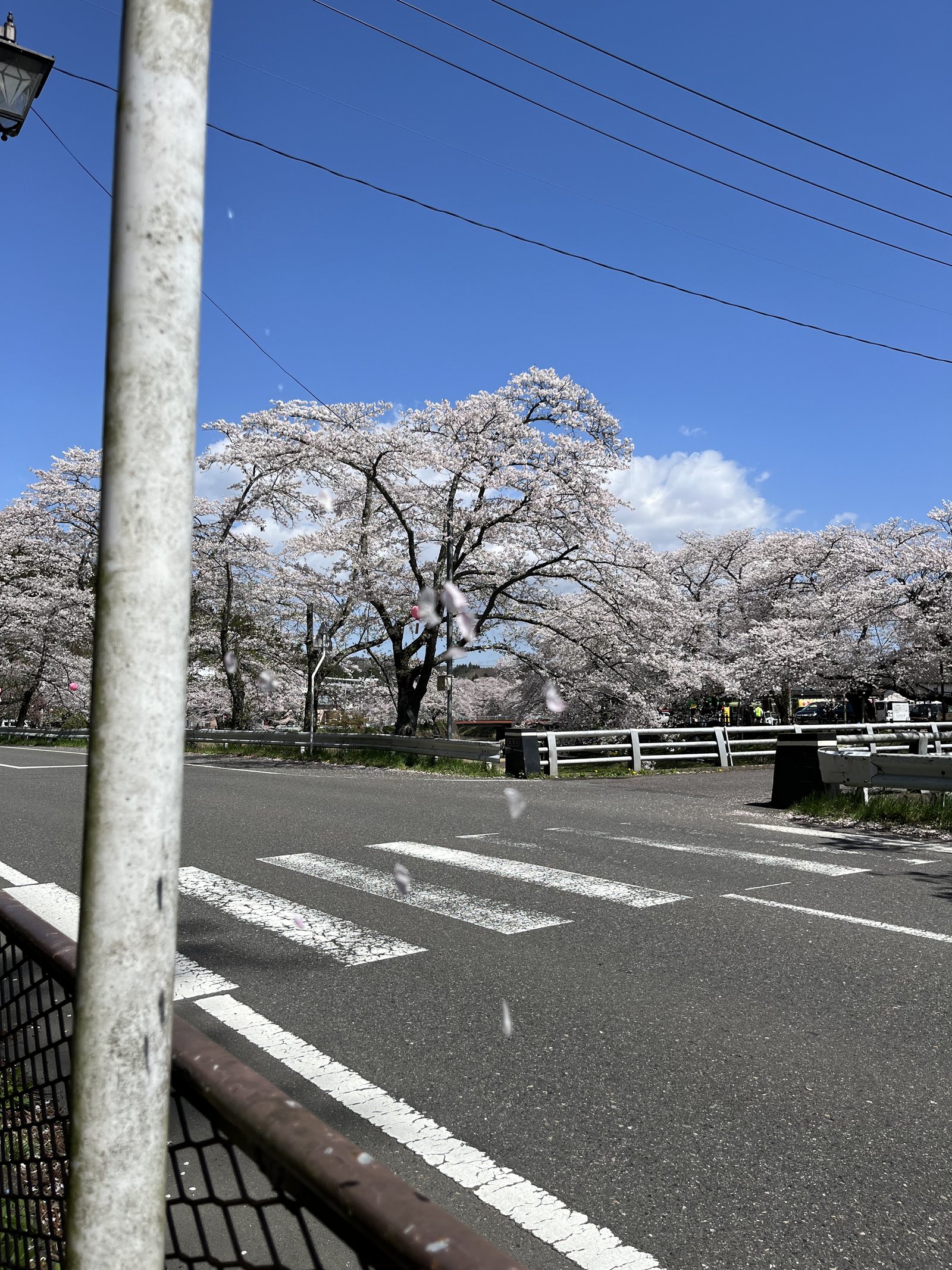 Cherry blossoms near Shiroishigawa Hitome Senbonzakura in Miyagi