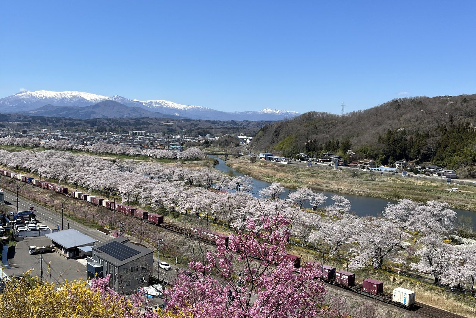 Low-hanging cherry blossom branches along the Shiroishi River in Miyagi