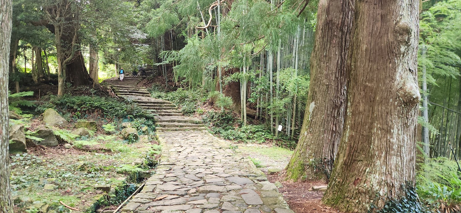 Stone path winding uphill between tall cedar trees on a quiet forest trail in Japan
