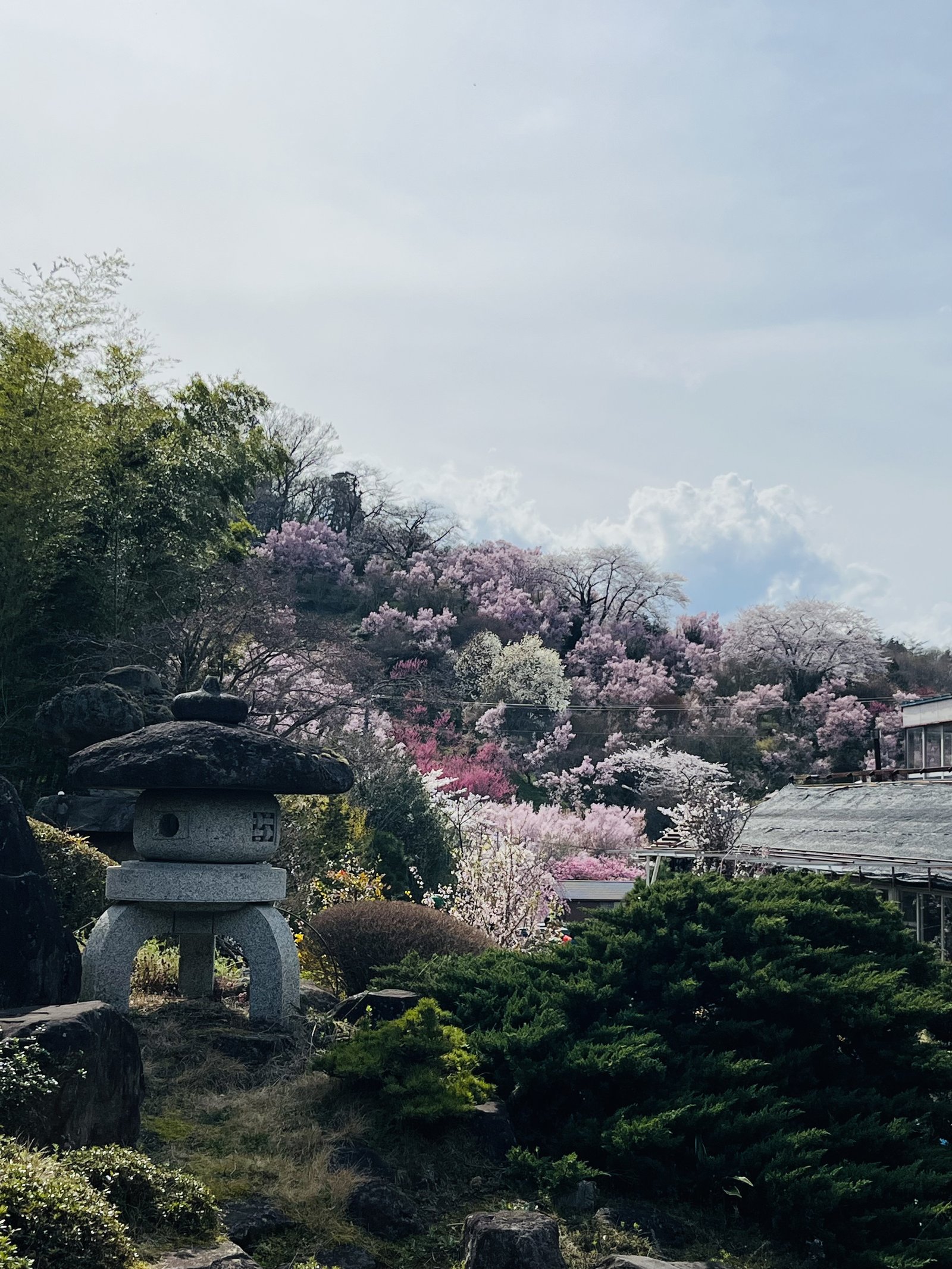Stone lantern in a Japanese garden with spring blossoms at Hanamiyama, Fukushima
