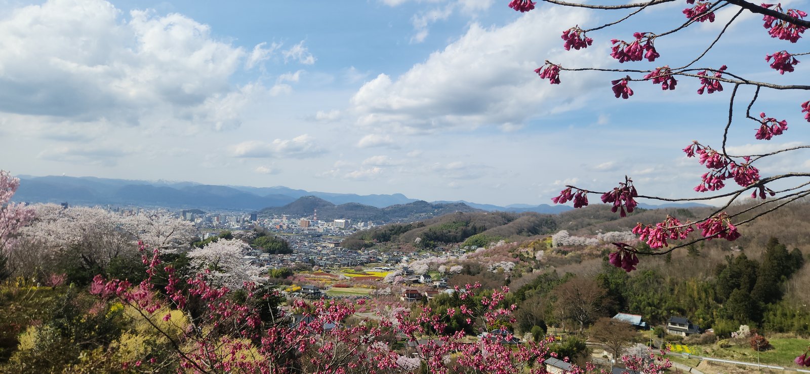 Cherry blossoms framing a mountain and town view at Hanamiyama Park in Fukushima