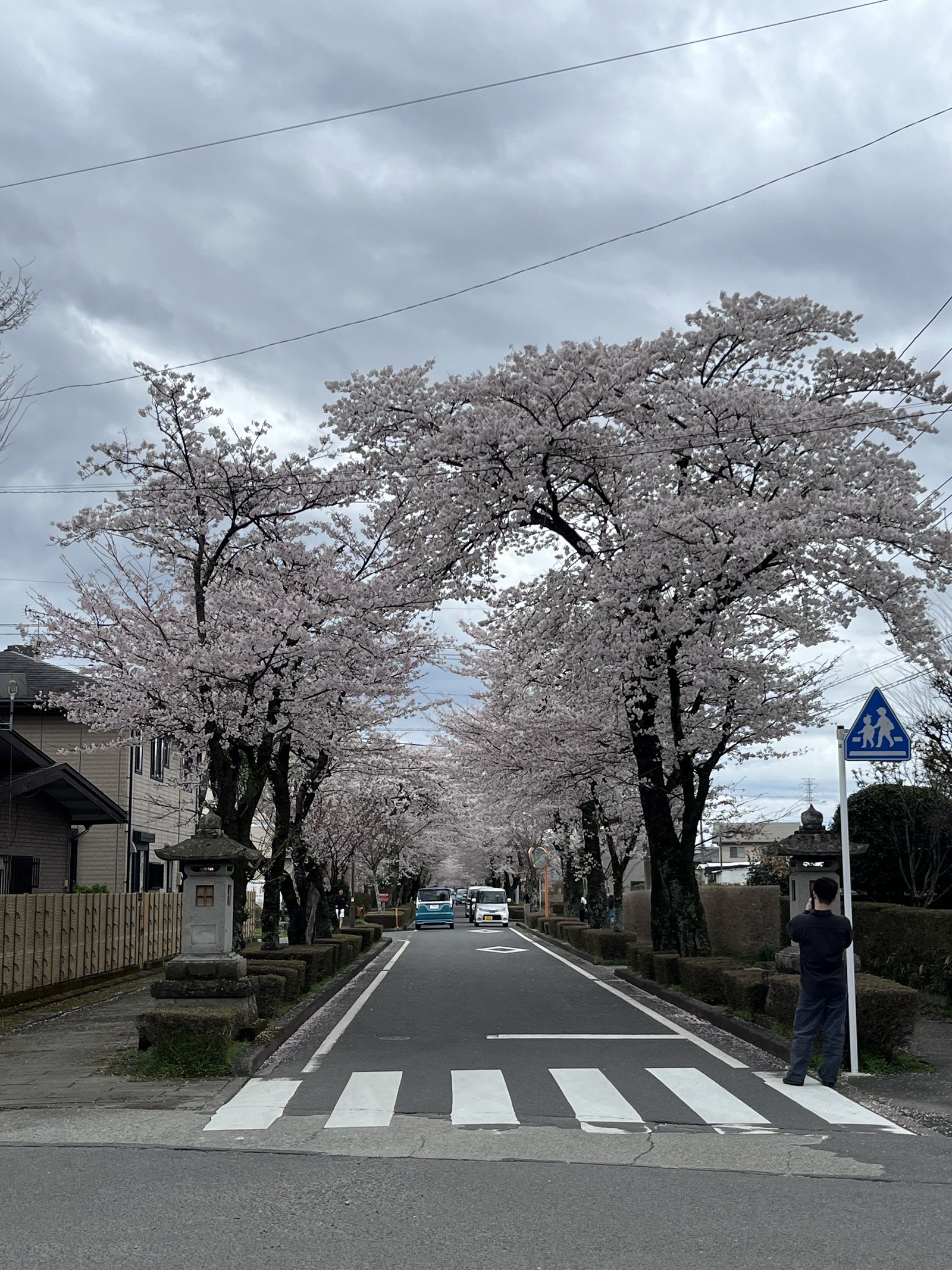 Sakura trees lining a road near Nogi Shrine in Nasushiobara