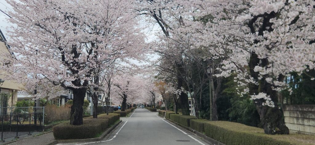 Cherry blossoms forming a tunnel along Nogi Sando near Nogi Shrine in Nasushiobara