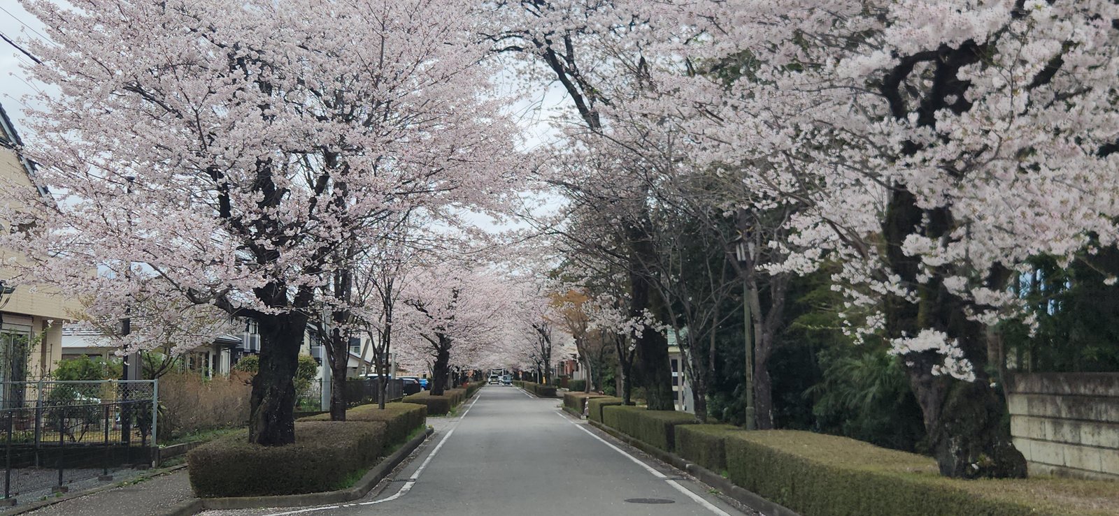 Sakura trees forming a tunnel over a quiet road in Japan