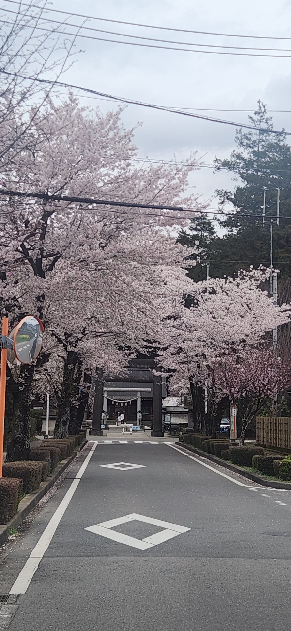 Cherry blossoms along the road to Nogi Shrine in Nasushiobara