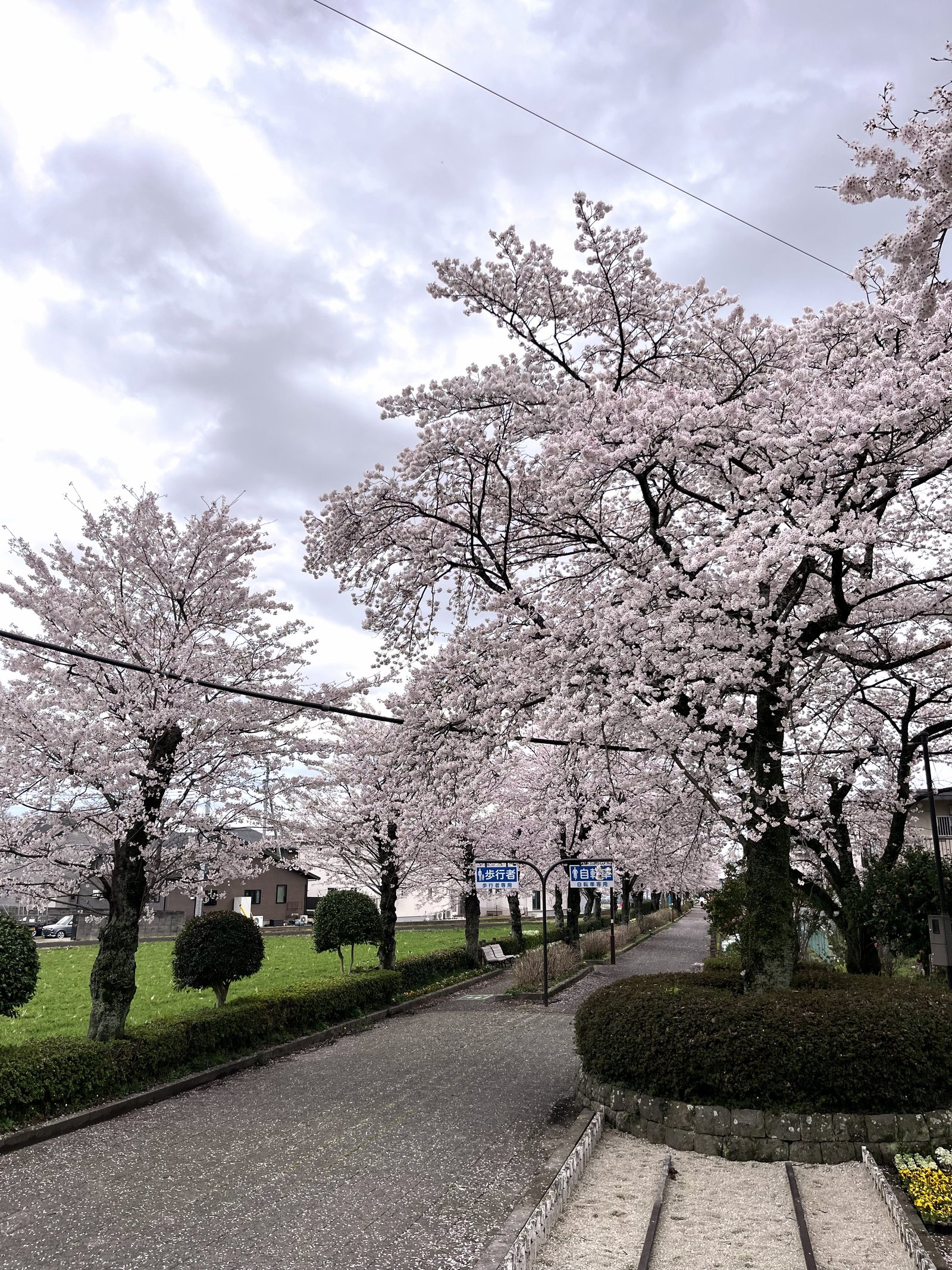 Sakura trees near the approach to Nogi Shrine in Nasushiobara