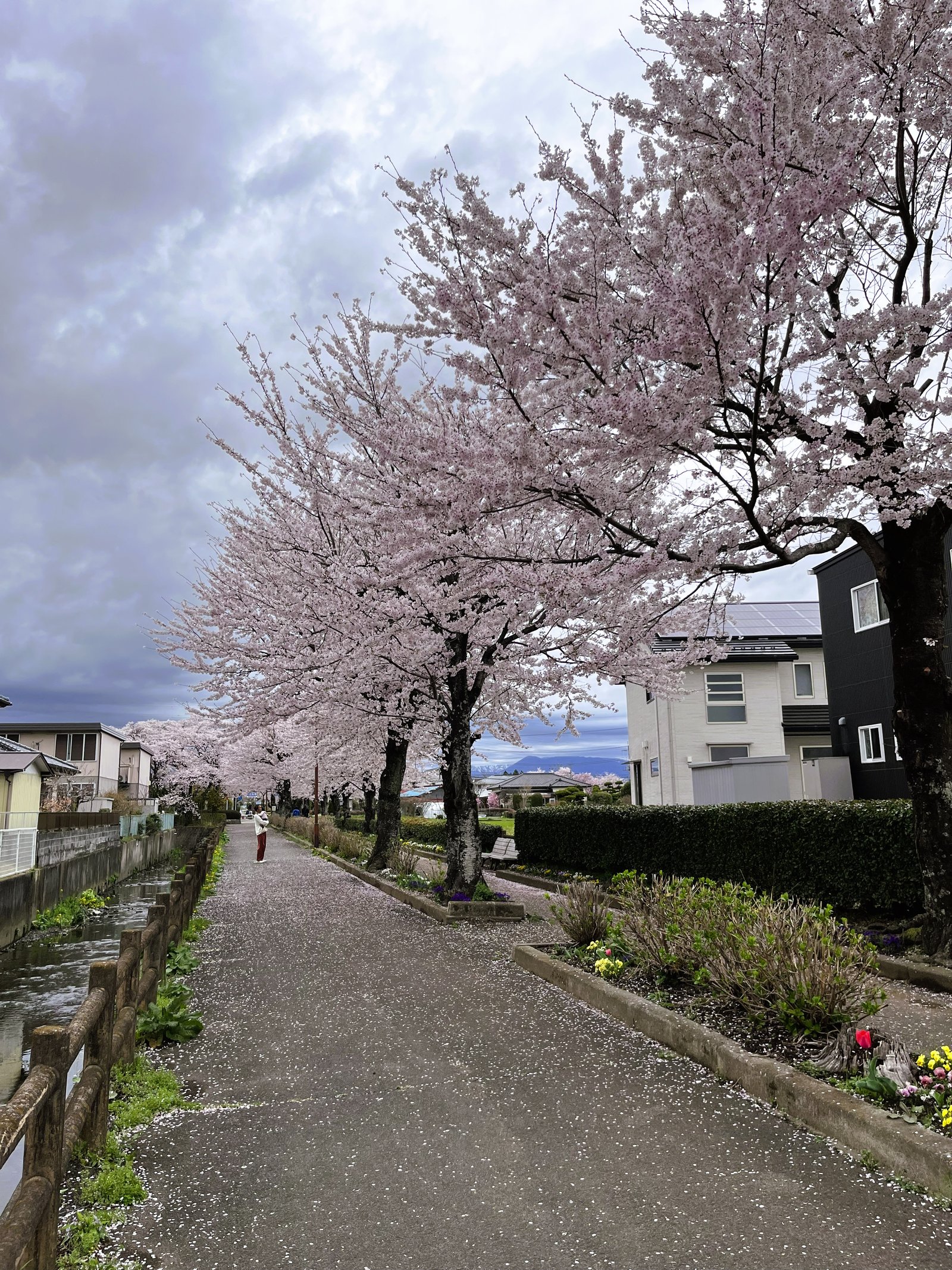 Walking under cherry blossoms near Nogi Shrine in Nasushiobara