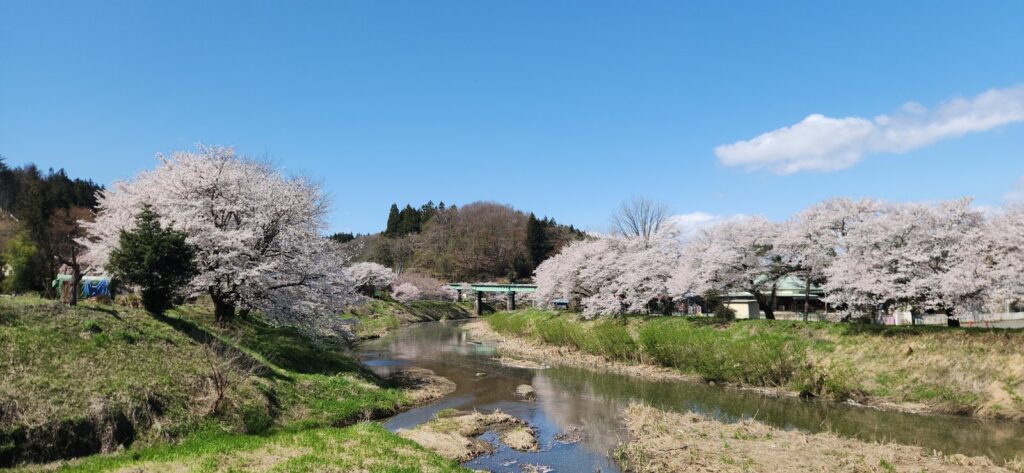 Quiet riverside cherry blossoms in rural Japan