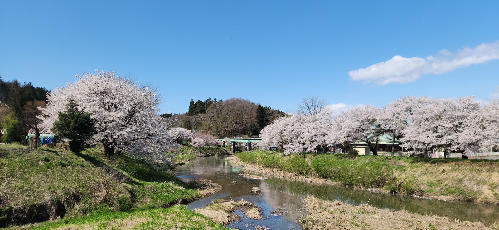 Quiet riverside cherry blossoms in rural Japan