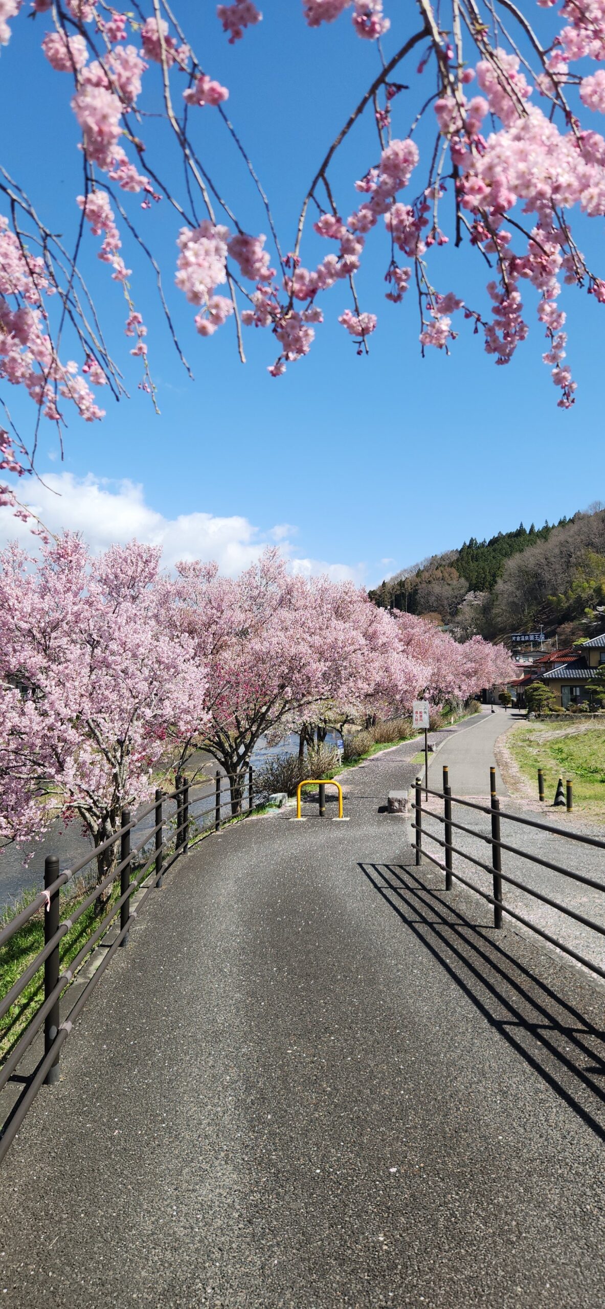 Cherry blossoms along a quiet rural path in Japan
