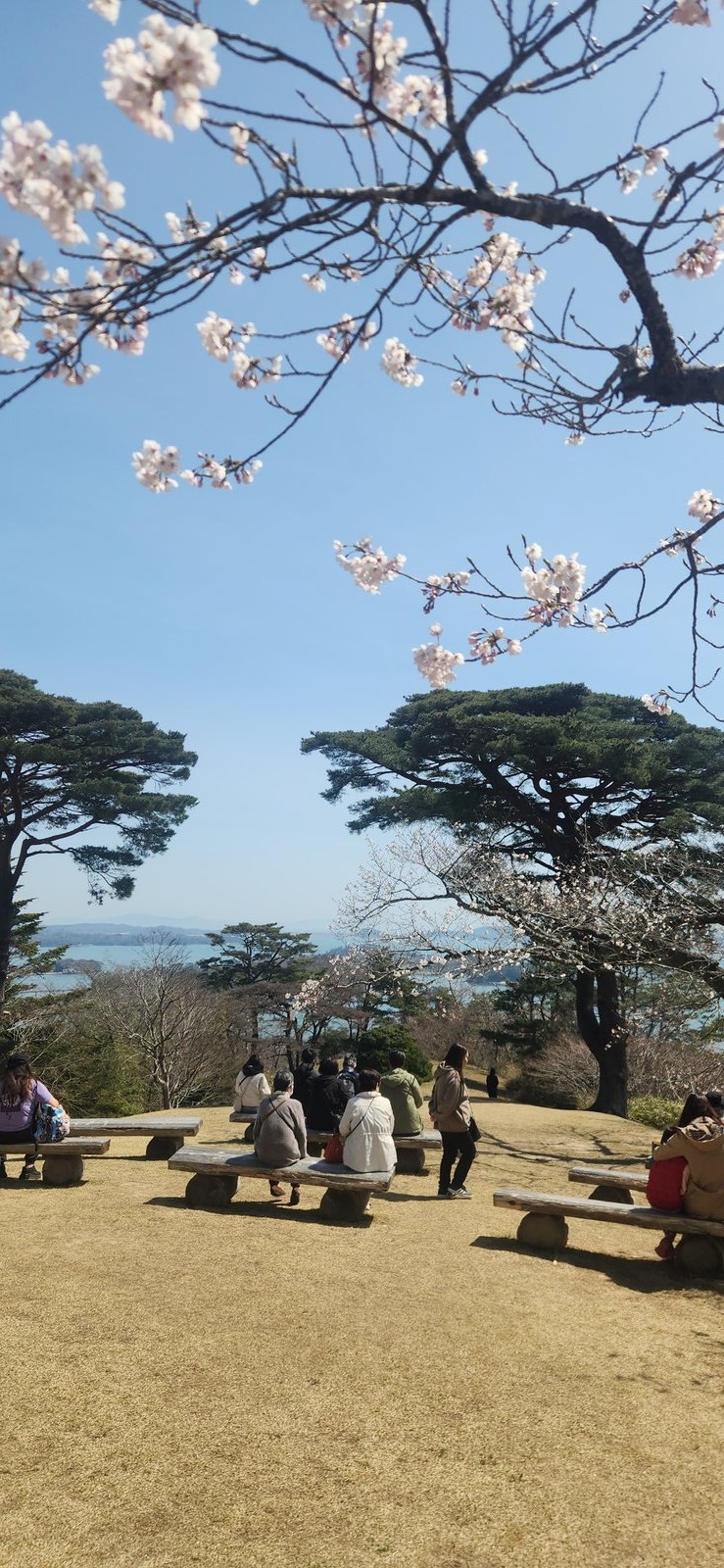 Elevated view of Matsushima Bay from Saigyo Modoshi no Matsu Park, framed by cherry blossoms