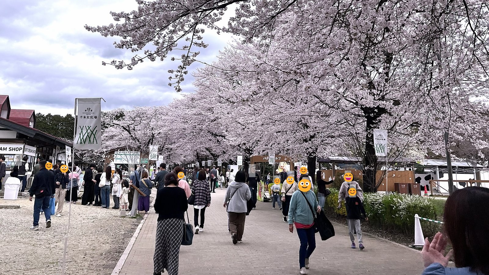 Cherry blossom trees lining the main walkway at Nasu Senbonmatsu Ranch in spring, with visitors' faces covered by emoji