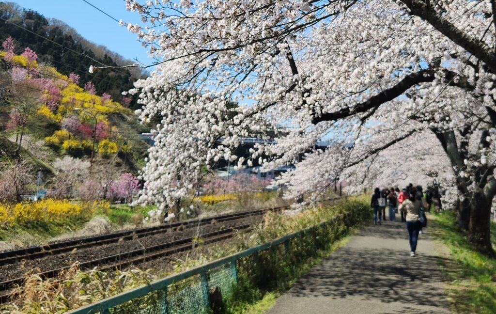 Shiroishigawa Hitome Senbonzakura cherry blossom path along the Shiroishi River